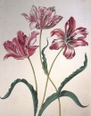Maria Sibylla Merian Kunstenares en Natuuronderzoekster 1647 - 1717 Букинистическое издание Издательство: Becht, 1997 г Мягкая обложка, 276 стр ISBN 90 230 0975 4, 90 230 0976 2 инфо 2065t.